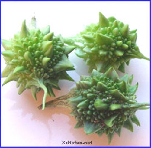 Classification Of Karela Plant