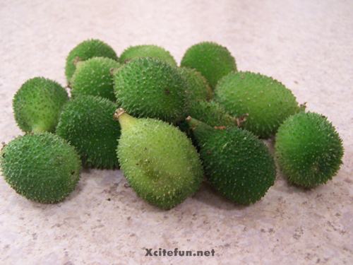 Different Types Of Bitter Gourd Plants