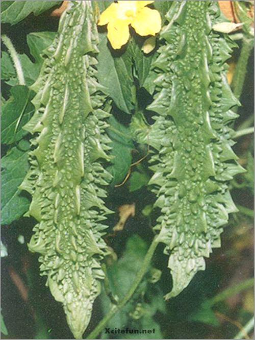 Types Of Bitter Gourd