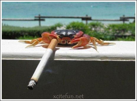 crabs smoking