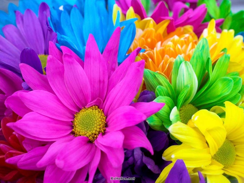 colors-of-nature-flowers-beauty-xcitefun