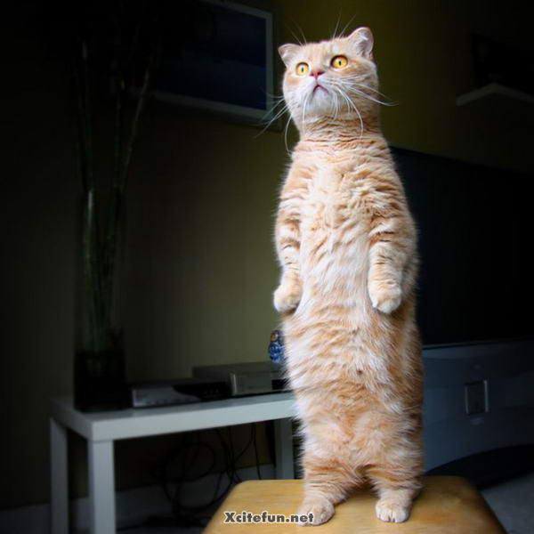 Animals In Fashion Now