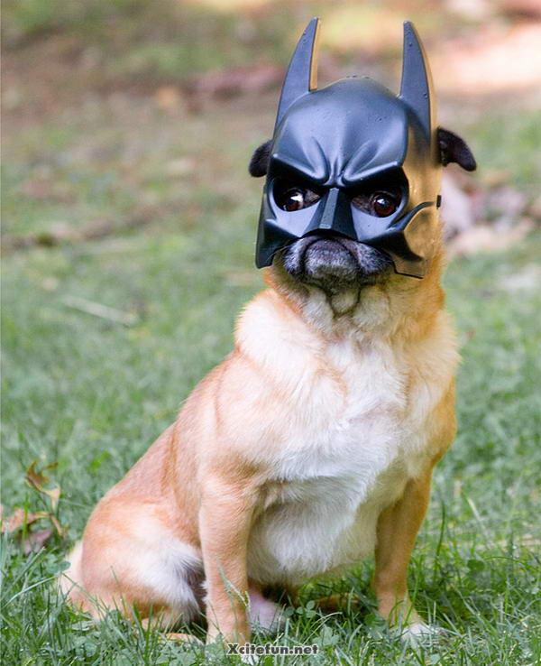 Animals In Fashion Now