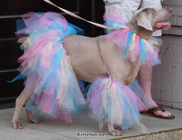 Animals In Fashion Now