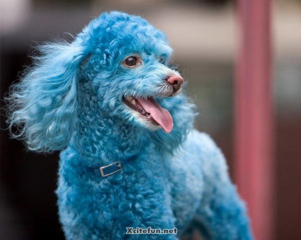 Animals In Fashion Now