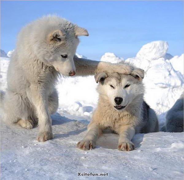 Animals In Fashion Now