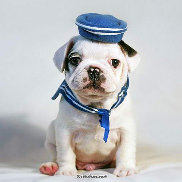 Animals In Fashion Now
