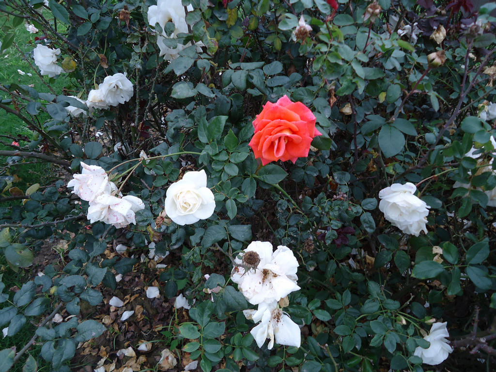 Beautiful Garden In Our Factory
