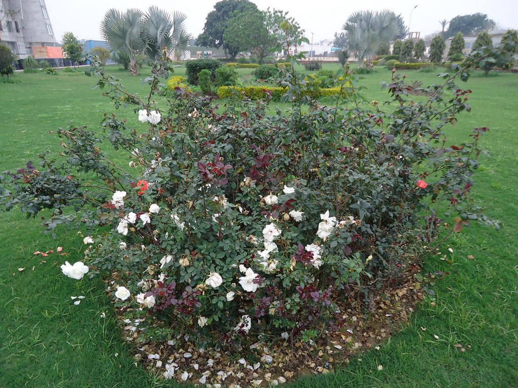 Beautiful Garden In Our Factory
