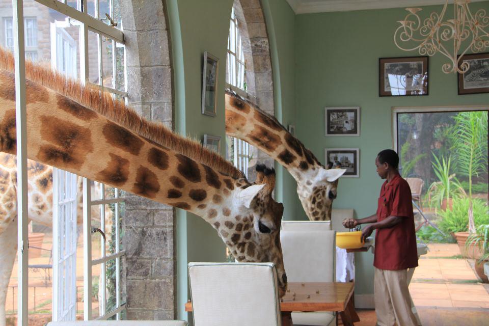 Giraffe Manor Hotel Nairobi - XciteFun.net