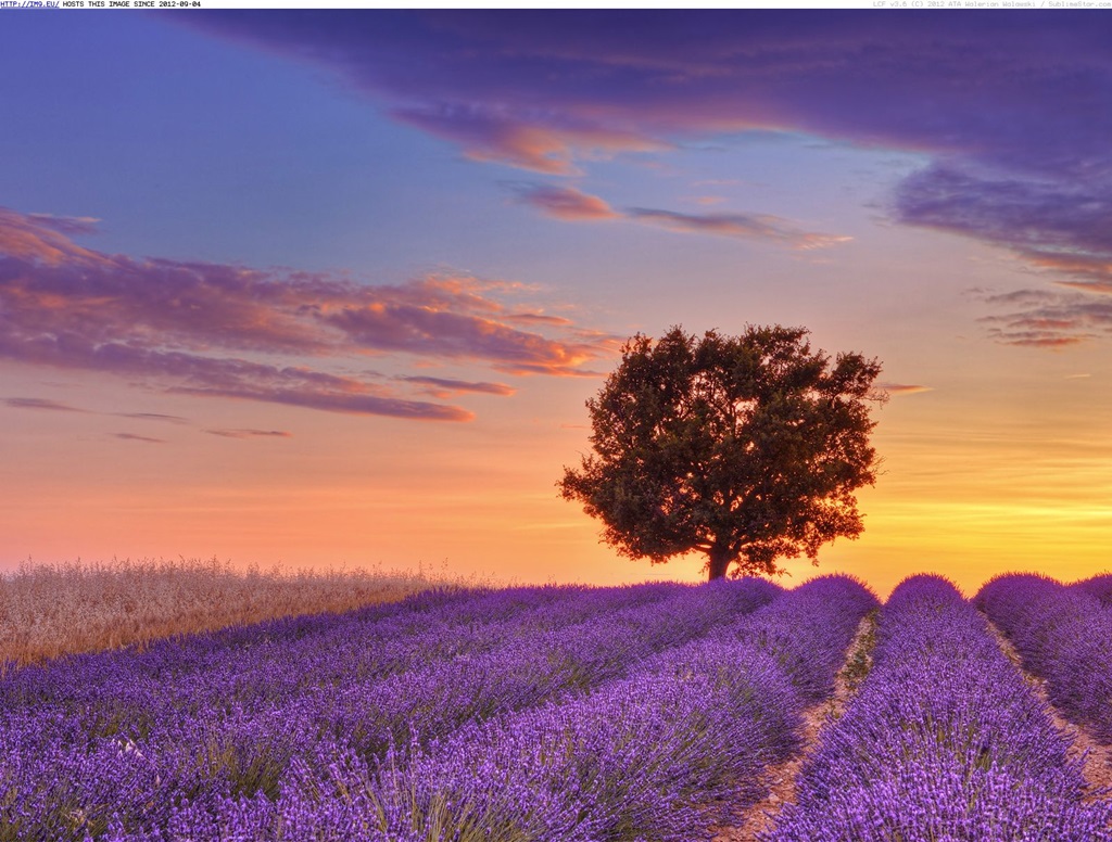 Lavender fields Provence - France - XciteFun.net