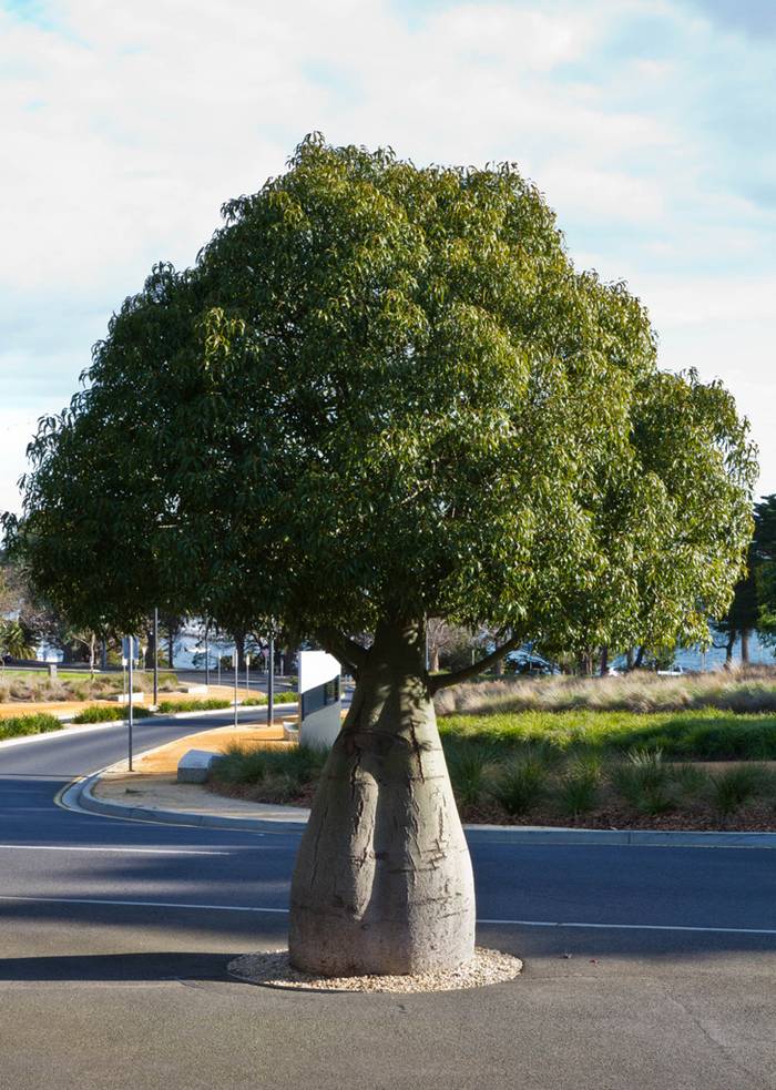 Bottle Tree of Queensland Brachychiton Rupestris