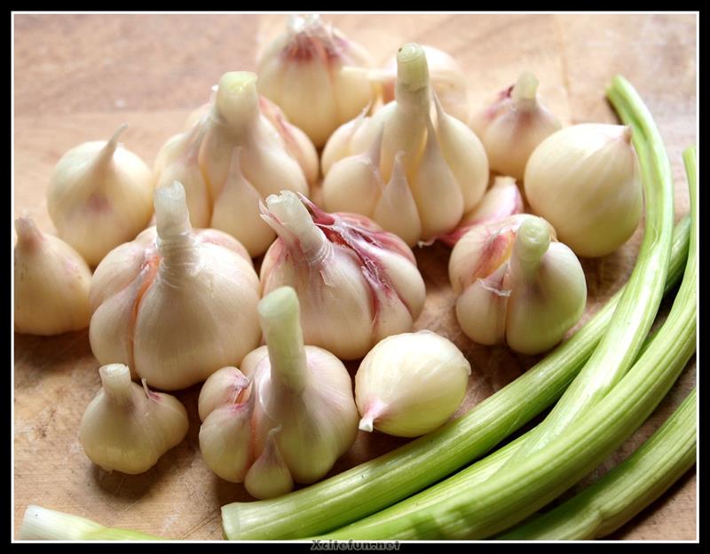 Garlic Medical Benefits For Health