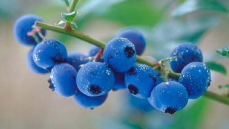 Top 10 Healthiest Foods In The World Top 10 Healthiest Foods In The World