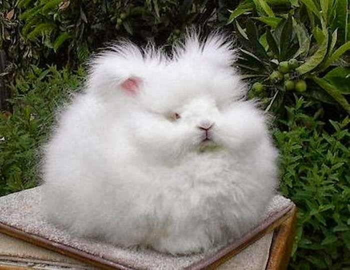 world-s-most-fluffy-bunny-angora-rabbit-xcitefun