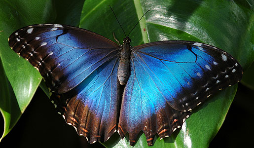 Blue Butterflies In Amazon Rainforest Brazil - XciteFun.net