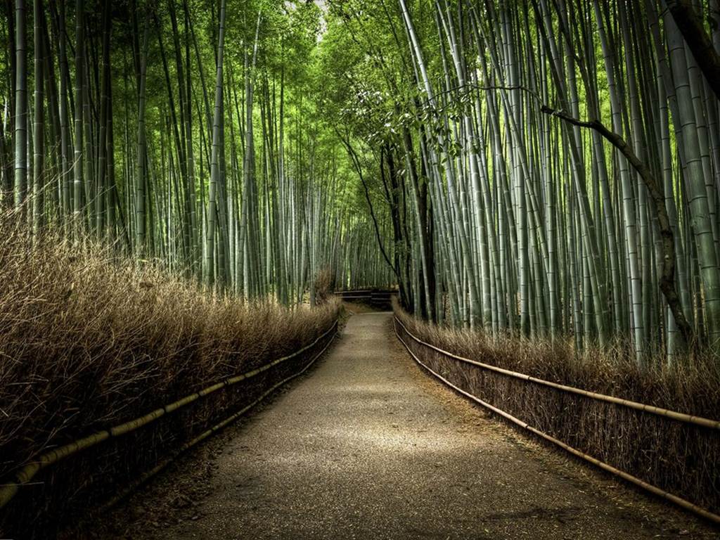 Bamboo Forest Japan - Images Gallery - XciteFun.net