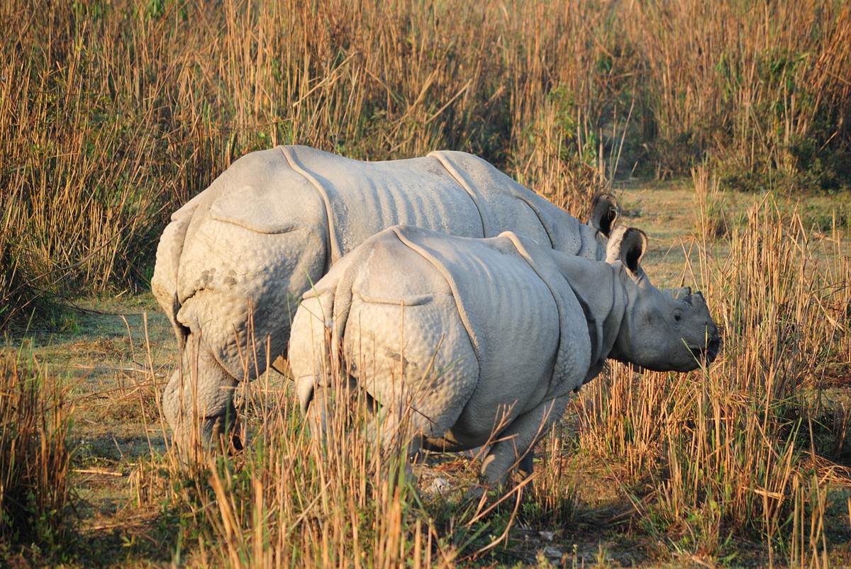 kaziranga-national-park-india-pictorial-visit-xcitefun