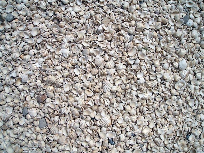 Clam Shells Village Fadiouth Island Clam Shells Village Fadiouth Island
