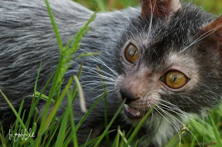 This Cat Looks Just Like A Werewolf And It S Here To Haunt Your Dreams