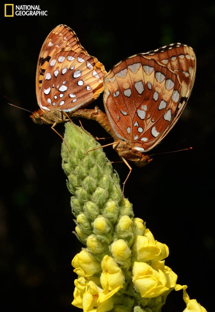 Love Snap Photo Assignment -- National Geographic Your Shot