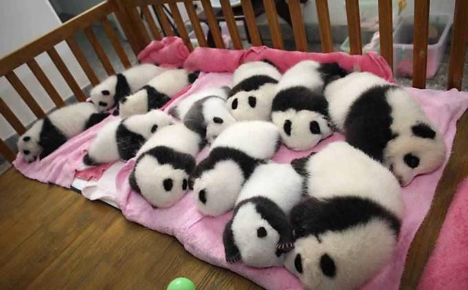 Cute Baby Pandas - Cuddly Creature - XciteFun.net