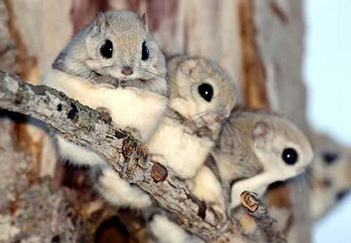 Wallpapers / Pictures of Japanese Dwarf Flying Squirrel  So Cute  Virtual University of Pakistan