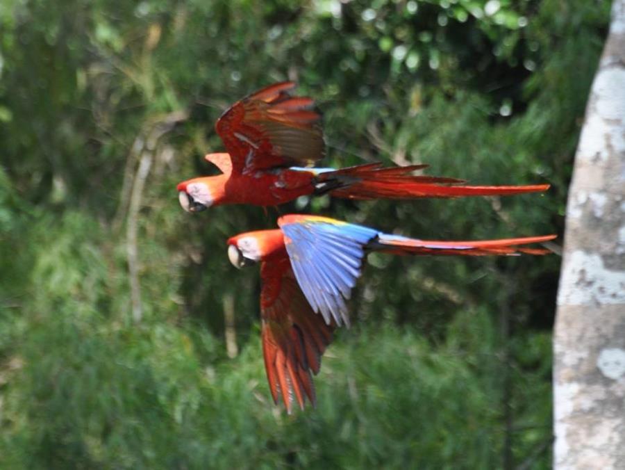 Parrots Flying In The Rainforest - XciteFun.net