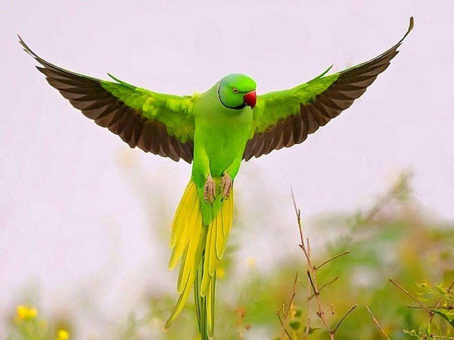 Parrots Flying In The Rainforest - XciteFun.net