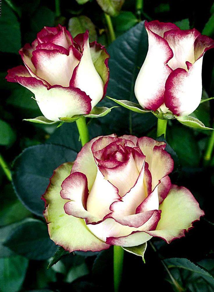 Beauty of Osiria Rose