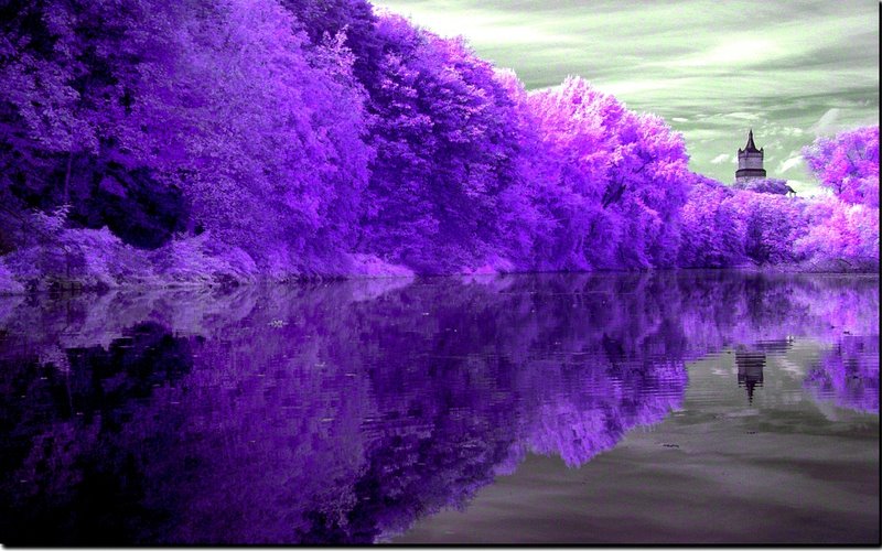 Purple Nature Photography - XciteFun.net