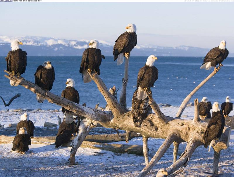 Beautiful Groups of Alaska Eagles - XciteFun.net