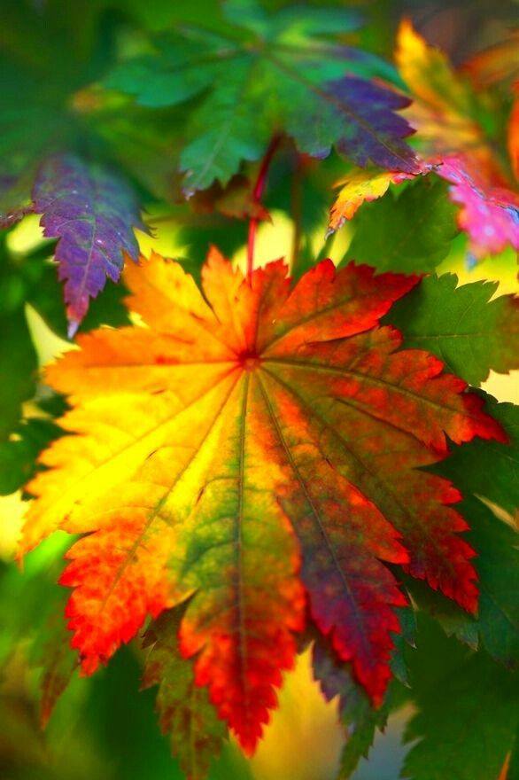 Colorful Leaves Photography - XciteFun.net