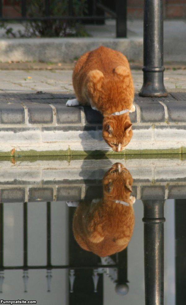 Animals Reflection in The Water - XciteFun.net