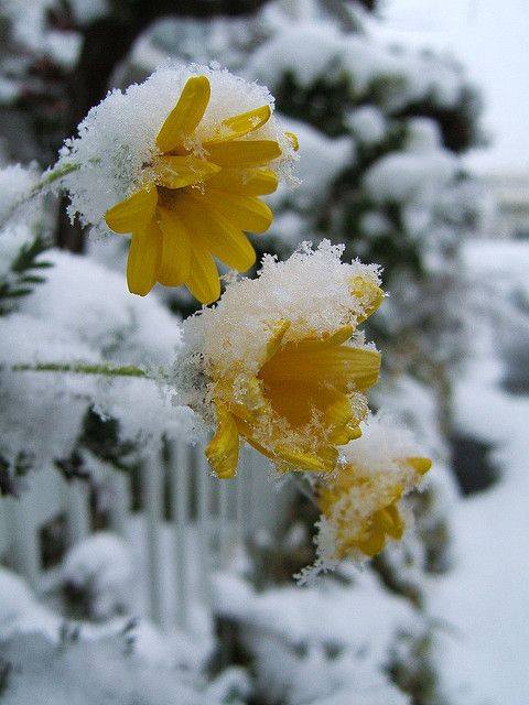 Beauty of Frozen Flowers - XciteFun.net