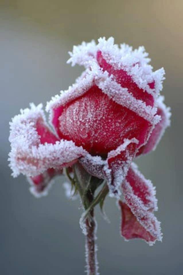 Beauty of Frozen Flowers - XciteFun.net