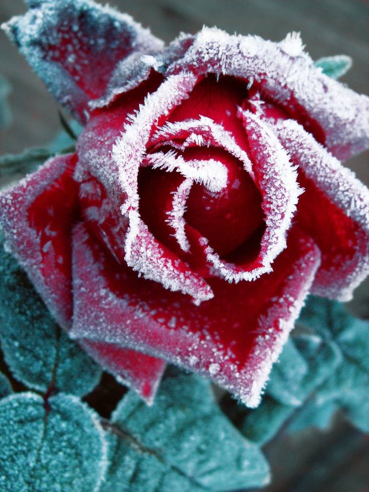 Beauty of Frozen Flowers - XciteFun.net