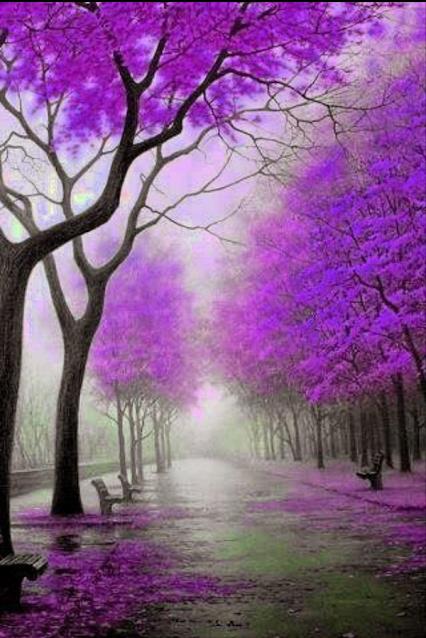 nature wallpapers trees purple smartphones fall autumn scenery inspired colorful beauty xcitefun pretty colour unique jacaranda lavender winter amazing violet