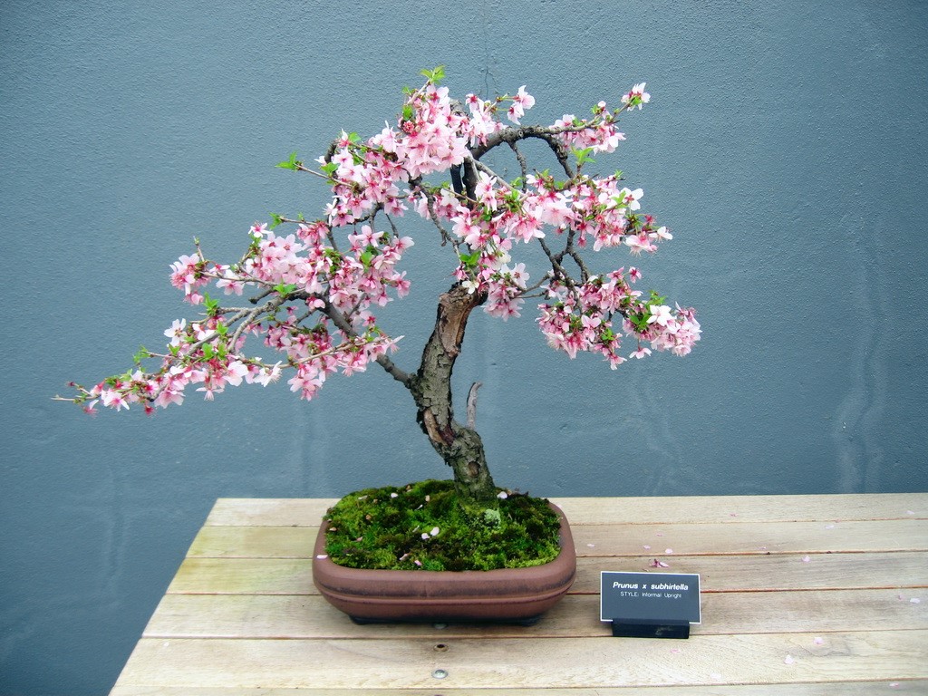 View Cherry Blossom Bonsai Tree Wallpaper Pictures