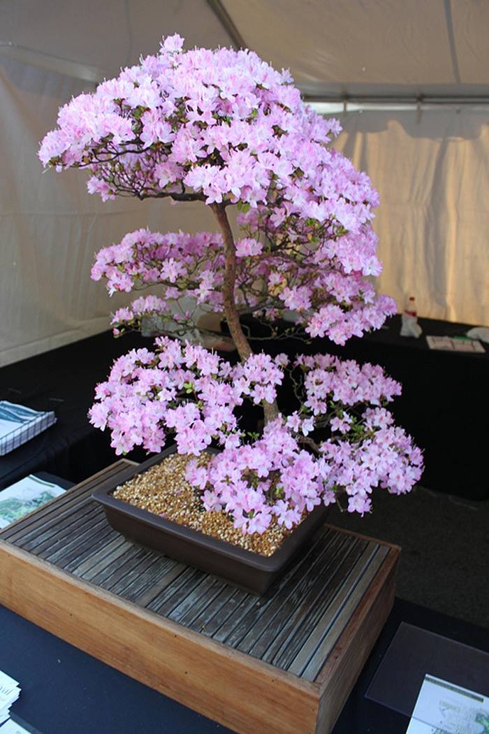 Cherry Blossom Bonsai Care Instructions XciteFun