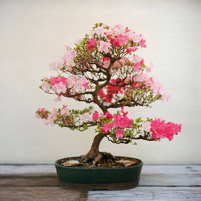 Bonsai - Page 2 366000,xcitefun-cherry-blossom-bonsai-5