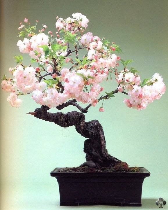 Cherry Blossom Bonsai Care Instructions - XciteFun.net