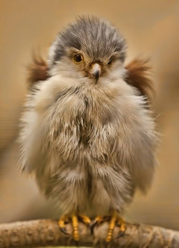 Cute Baby Birds - XciteFun.net