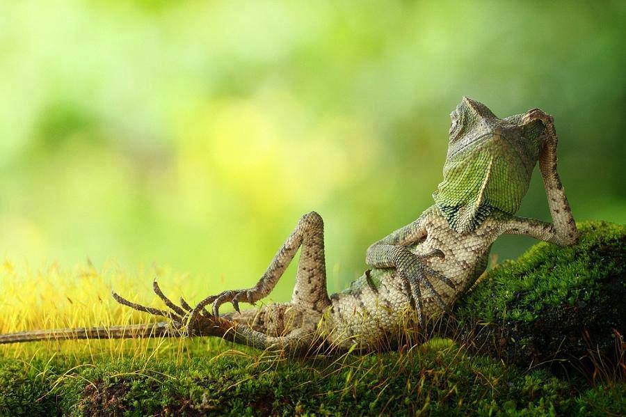 Awesome Captured Photos Of Dragon Lizard - XciteFun.net