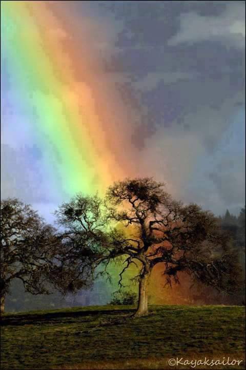 rainbow rainbows oak god tree morning sky kayaksailor colorful trees heart magical inspired promise nature xcitefun colors storm rain deviantart