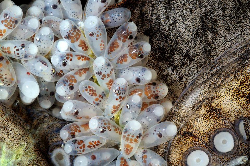 amazing-cluster-of-octopus-eggs-xcitefun