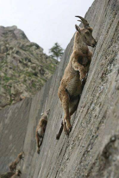 Amazing Rock Climbing Skills of Goats - XciteFun.net