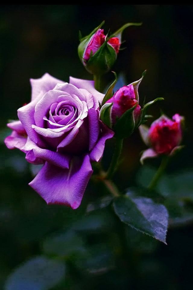 Natural Purple Roses - XciteFun.net