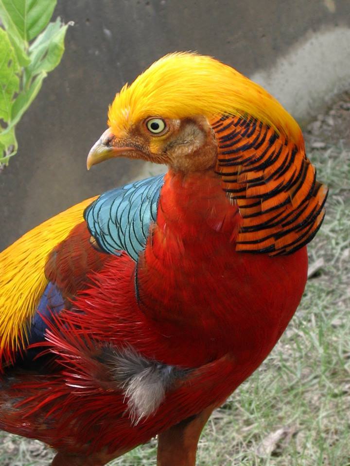 Colorful Pheasant Bird Images - XciteFun.net