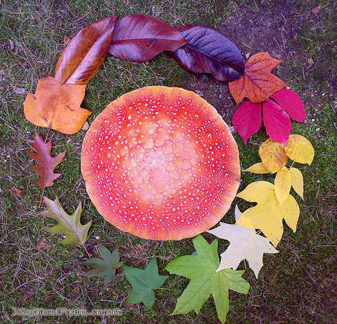 Unusual Color Wheels Found in Life and Art - XciteFun.net